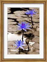 Framed Pop of Color Lotus Flowers
