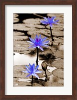 Framed Pop of Color Lotus Flowers