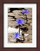 Framed Pop of Color Lotus Flowers