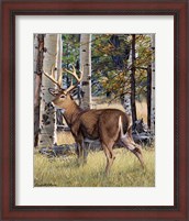 Framed Fall Whitetail