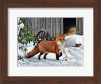 Framed Fox and Barn