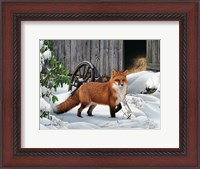 Framed Fox and Barn