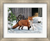 Framed Fox and Barn