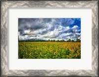 Framed Sunflower Field