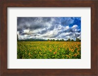 Framed Sunflower Field