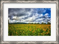 Framed Sunflower Field