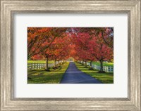 Framed Lane in Fall