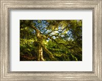 Framed Japanese Maple