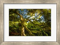 Framed Japanese Maple