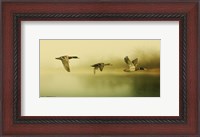 Framed Ducks Flying