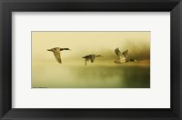 Framed Ducks Flying