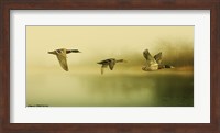 Framed Ducks Flying