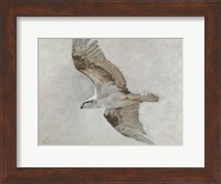 Framed Searching Osprey
