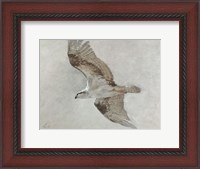Framed Searching Osprey