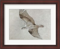 Framed Searching Osprey