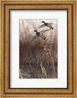 Framed Whisper Wind and Wing - Mallards