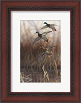 Framed Whisper Wind and Wing - Mallards