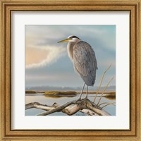 Framed Marsh Watch - Great Blue Heron