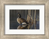 Framed Greet the Sun - Canada Goose