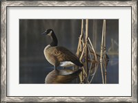 Framed Greet the Sun - Canada Goose