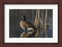Framed Greet the Sun - Canada Goose