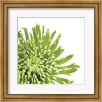 Framed Green Bloom 3 (detail)