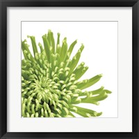 Framed Green Bloom 3 (detail)