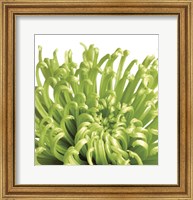 Framed Green Bloom 5 (detail)