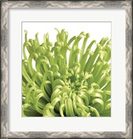Framed Green Bloom 5 (detail)