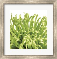 Framed Green Bloom 5 (detail)