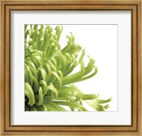 Framed Green Bloom 2 (detail)