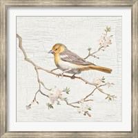 Framed Northern Oriole Vintage