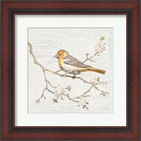 Framed Northern Oriole Vintage