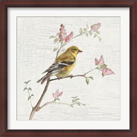 Framed Female Goldfinch Vintage