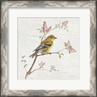 Framed Female Goldfinch Vintage