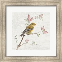 Framed Female Goldfinch Vintage