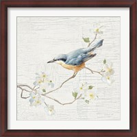 Framed Nuthatch Vintage