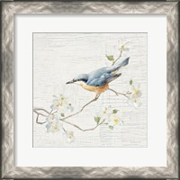 Framed Nuthatch Vintage