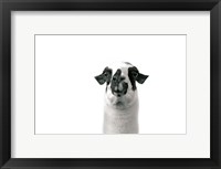 Framed Lovable Llama II