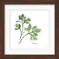 Framed Italian Parsley