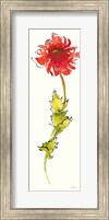Framed Peony Form Poppies II