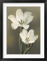 Framed Tulipani