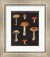 Framed Mushroom Chart III