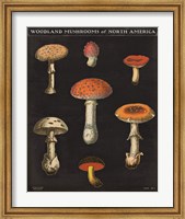Framed Mushroom Chart III