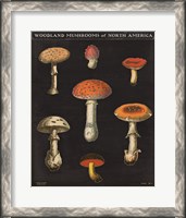 Framed Mushroom Chart III