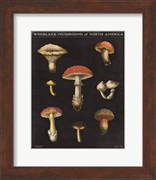 Framed Mushroom Chart II