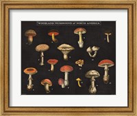 Framed Mushroom Chart I