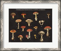 Framed Mushroom Chart I