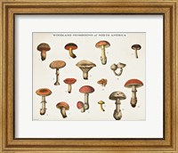 Framed Mushroom Chart I light