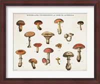 Framed Mushroom Chart I light